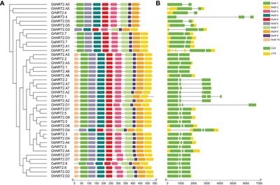 Frontiers Genome Wide Identification And Analyses Of Cotton High